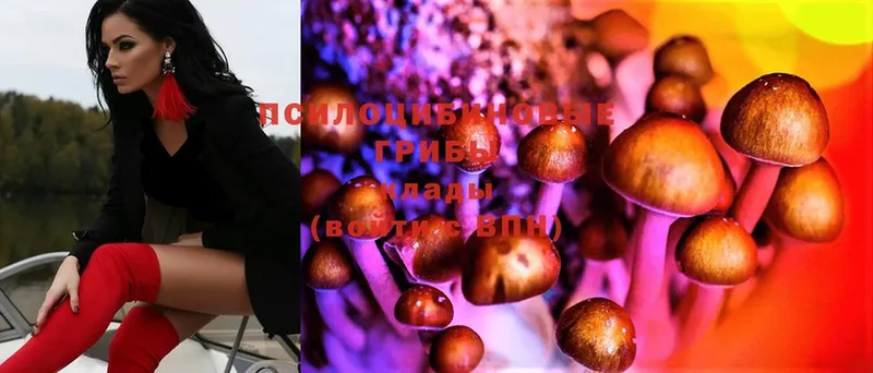 купить закладку  Калач-на-Дону  Псилоцибиновые грибы Psilocybe 